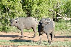 Afrikanischer Büffel (34 von 102).jpg